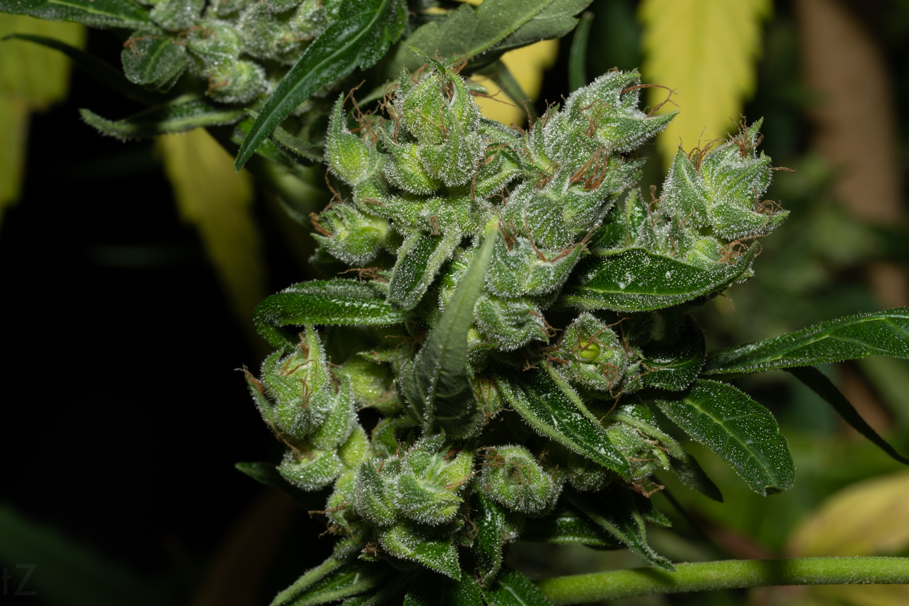 Thai Chi 2 65 day harvest (1).jpg