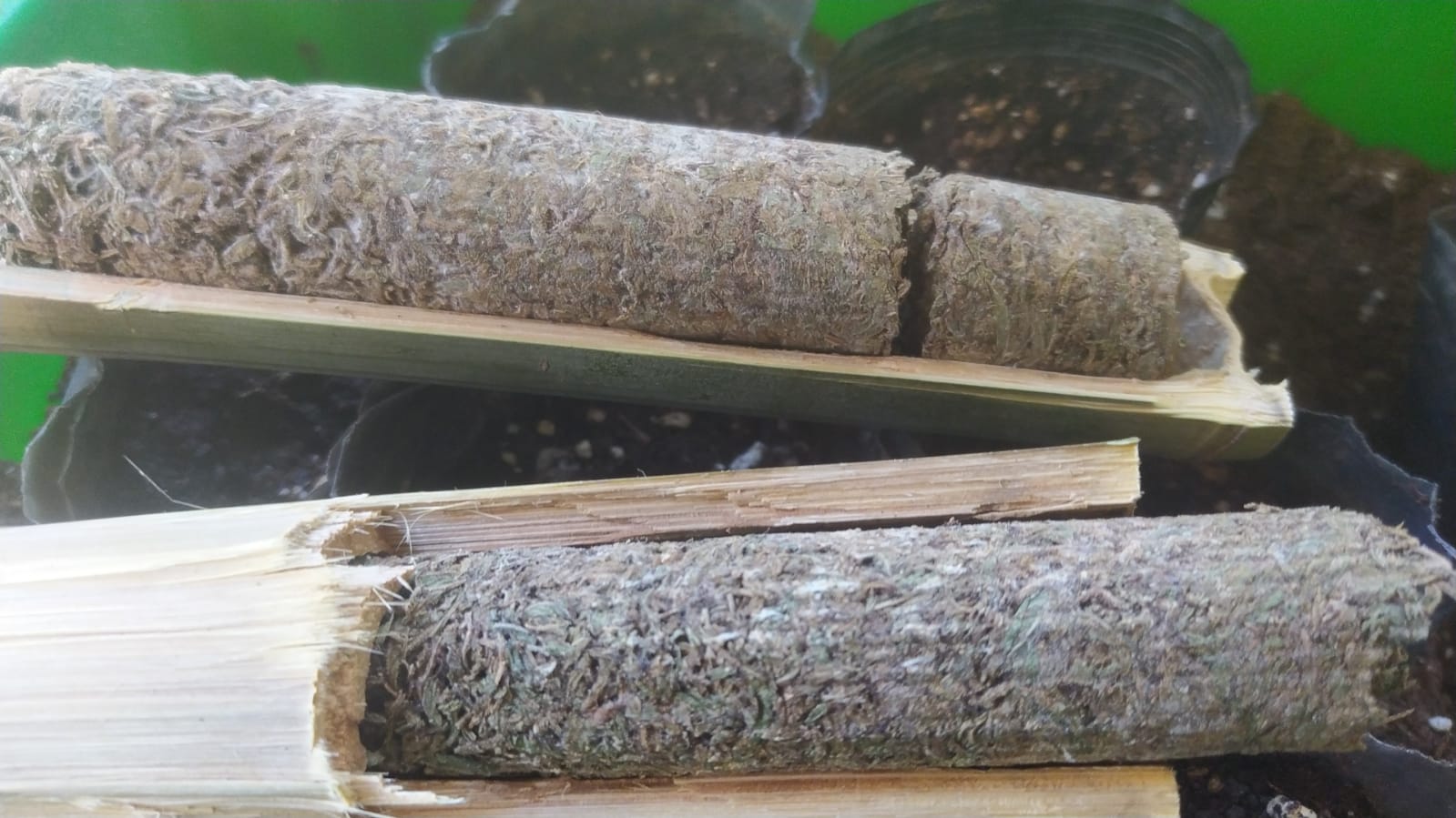 Thai haze Bamboo cure front dry back moist (1).jpeg