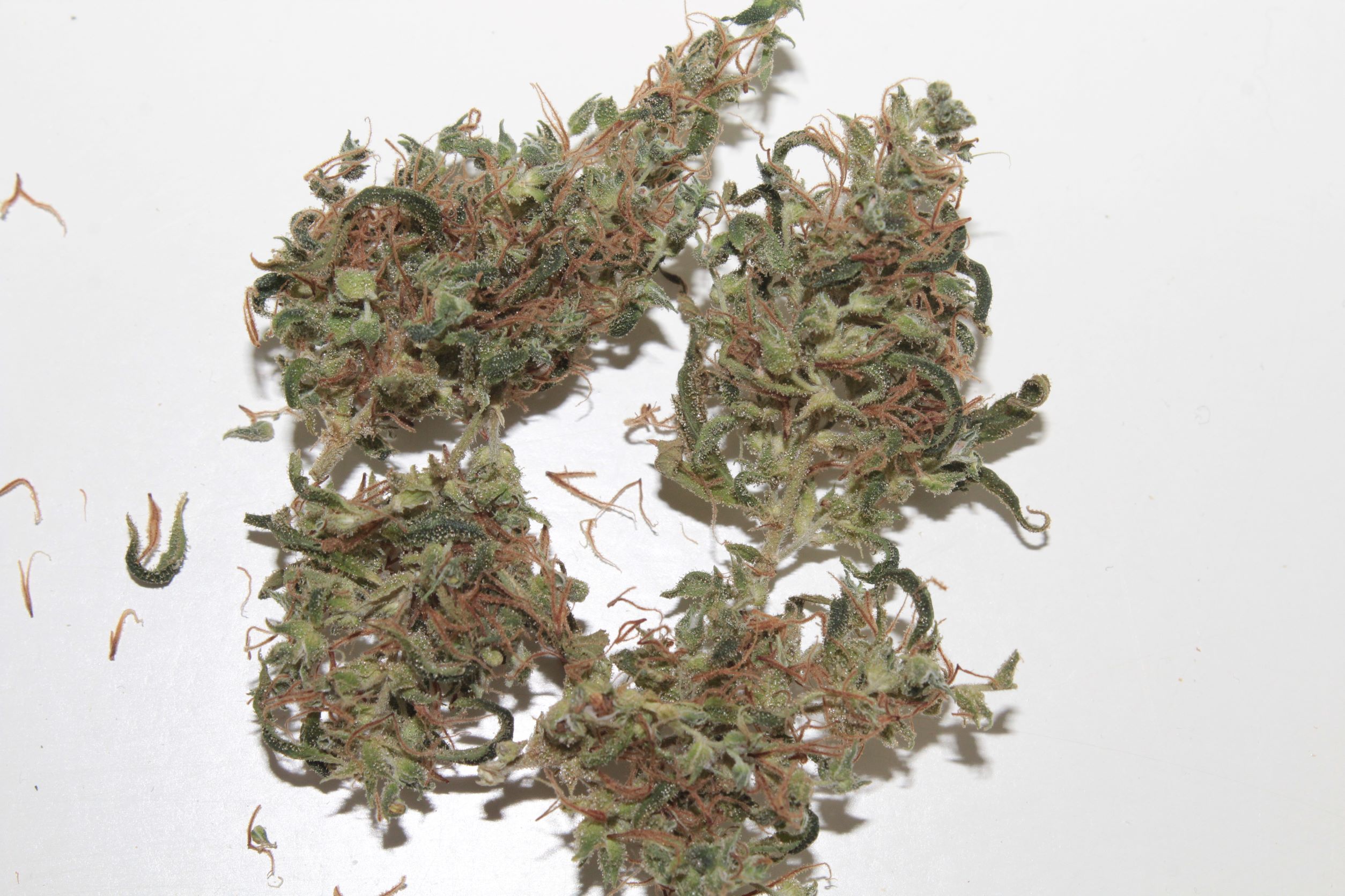 thaia5 2 buds.JPG