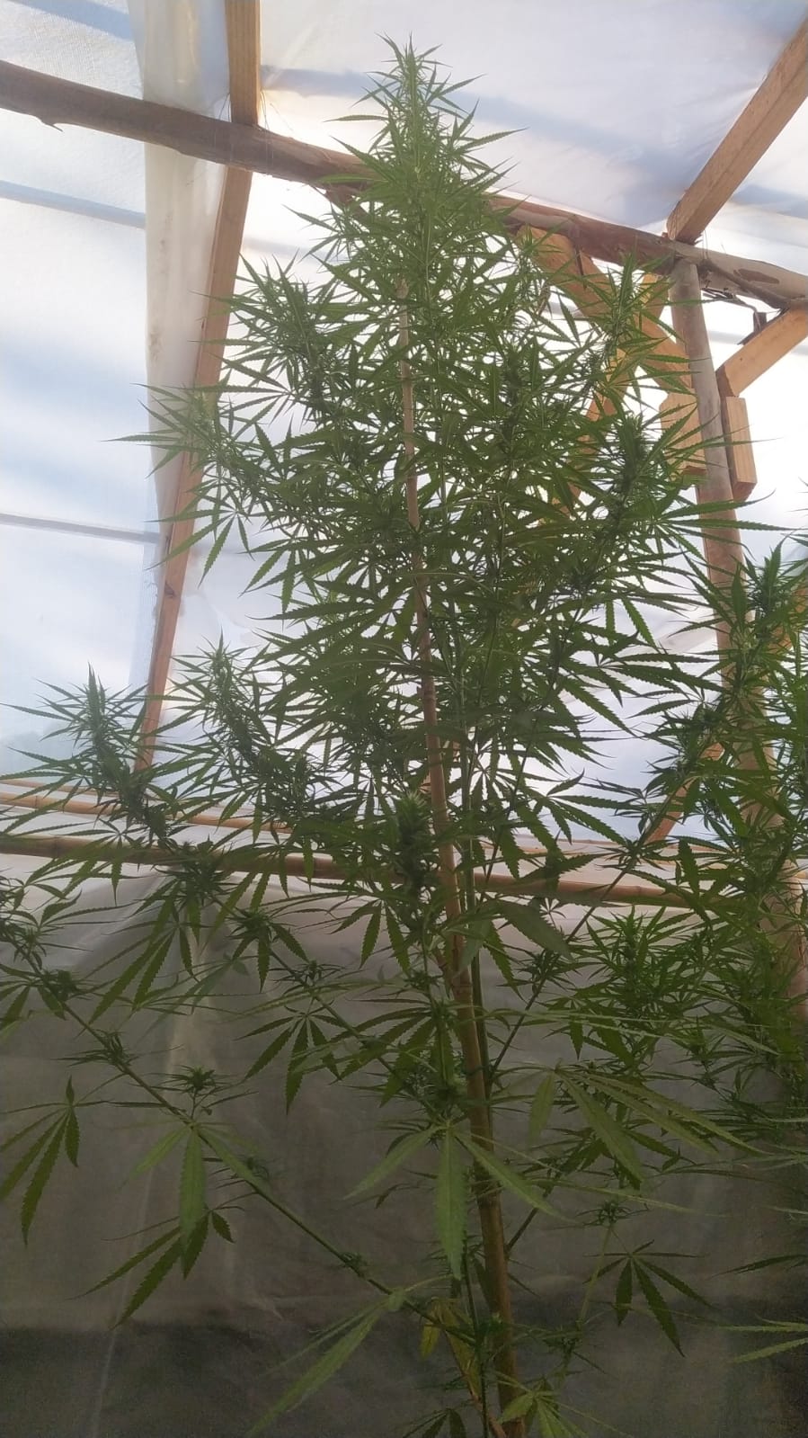 Thaidelica 4mt pheno.jpeg