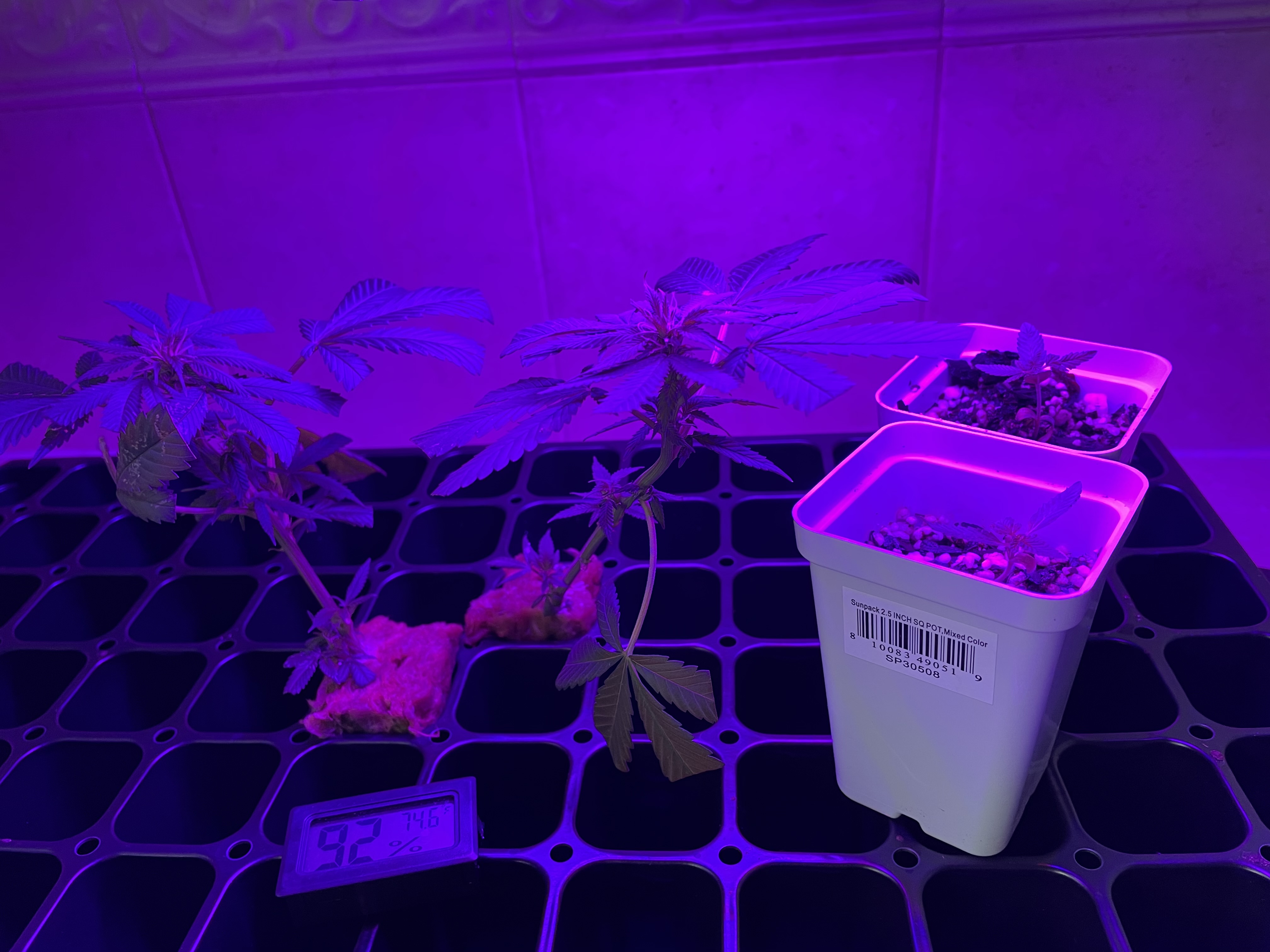 THC Bomb-CLONES_08_23_2023_01.jpg