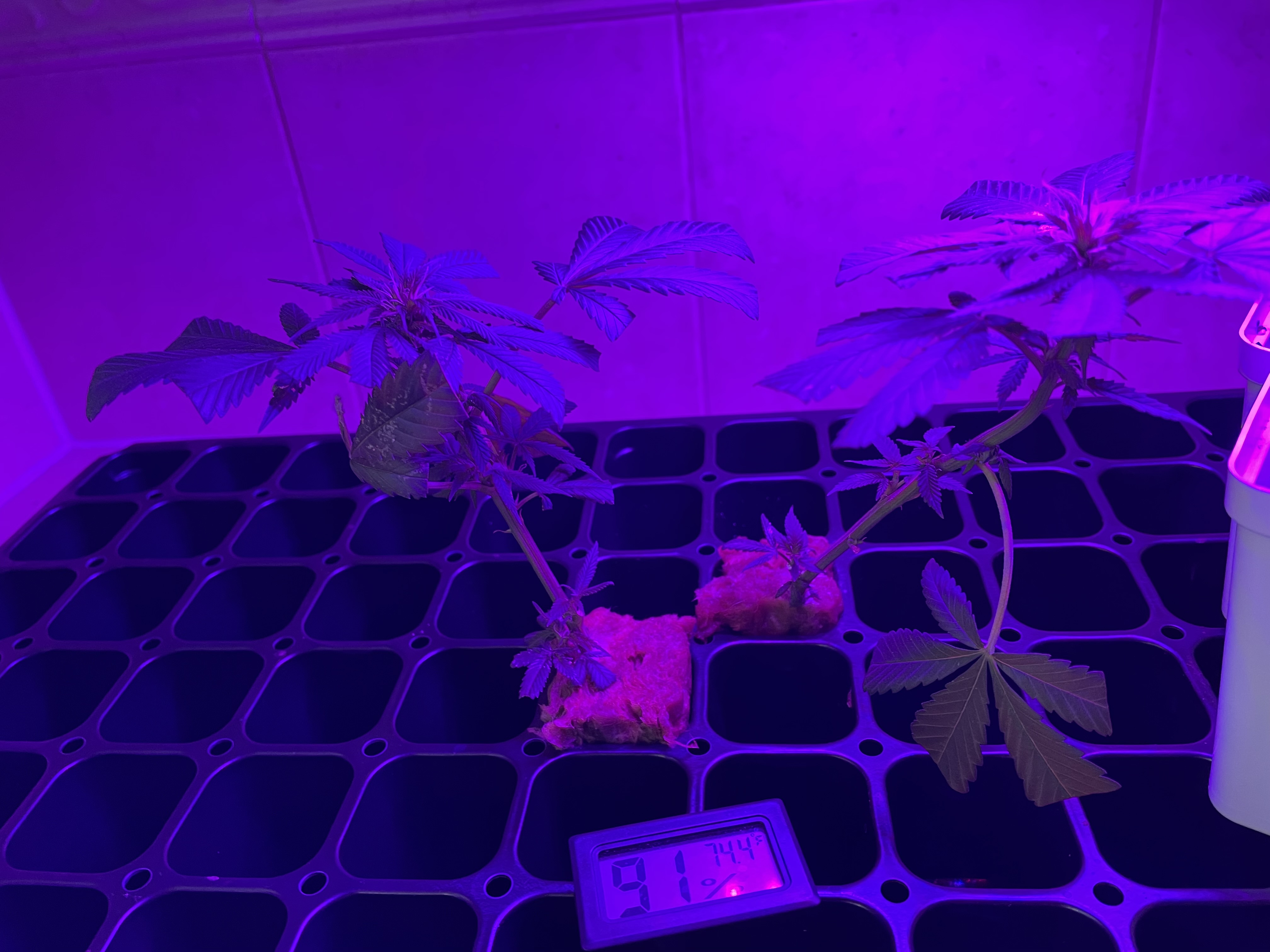 THC Bomb-CLONES_08_23_2023_02.jpg