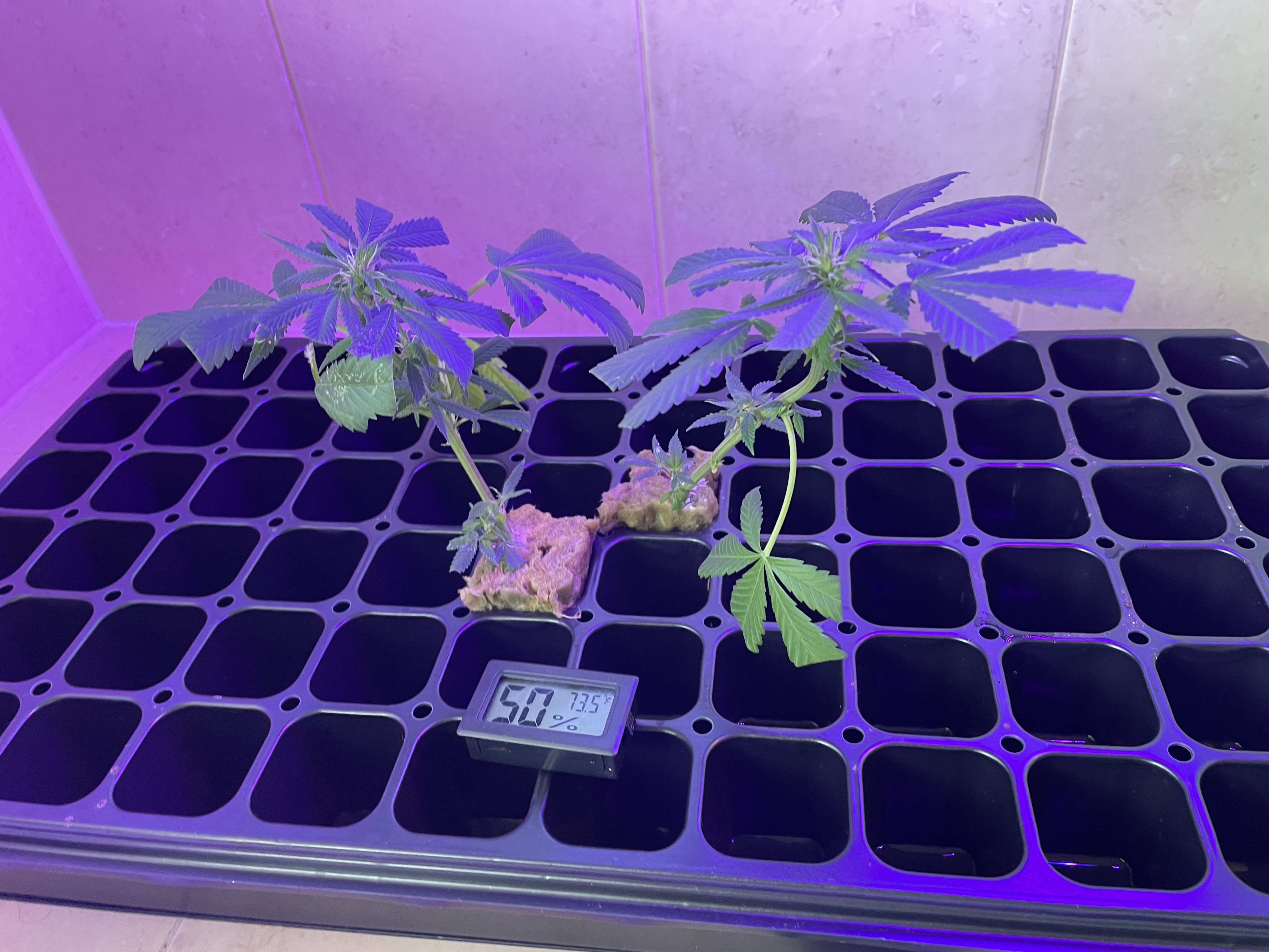 THC Bomb-CLONES_08_23_2023_03.jpg