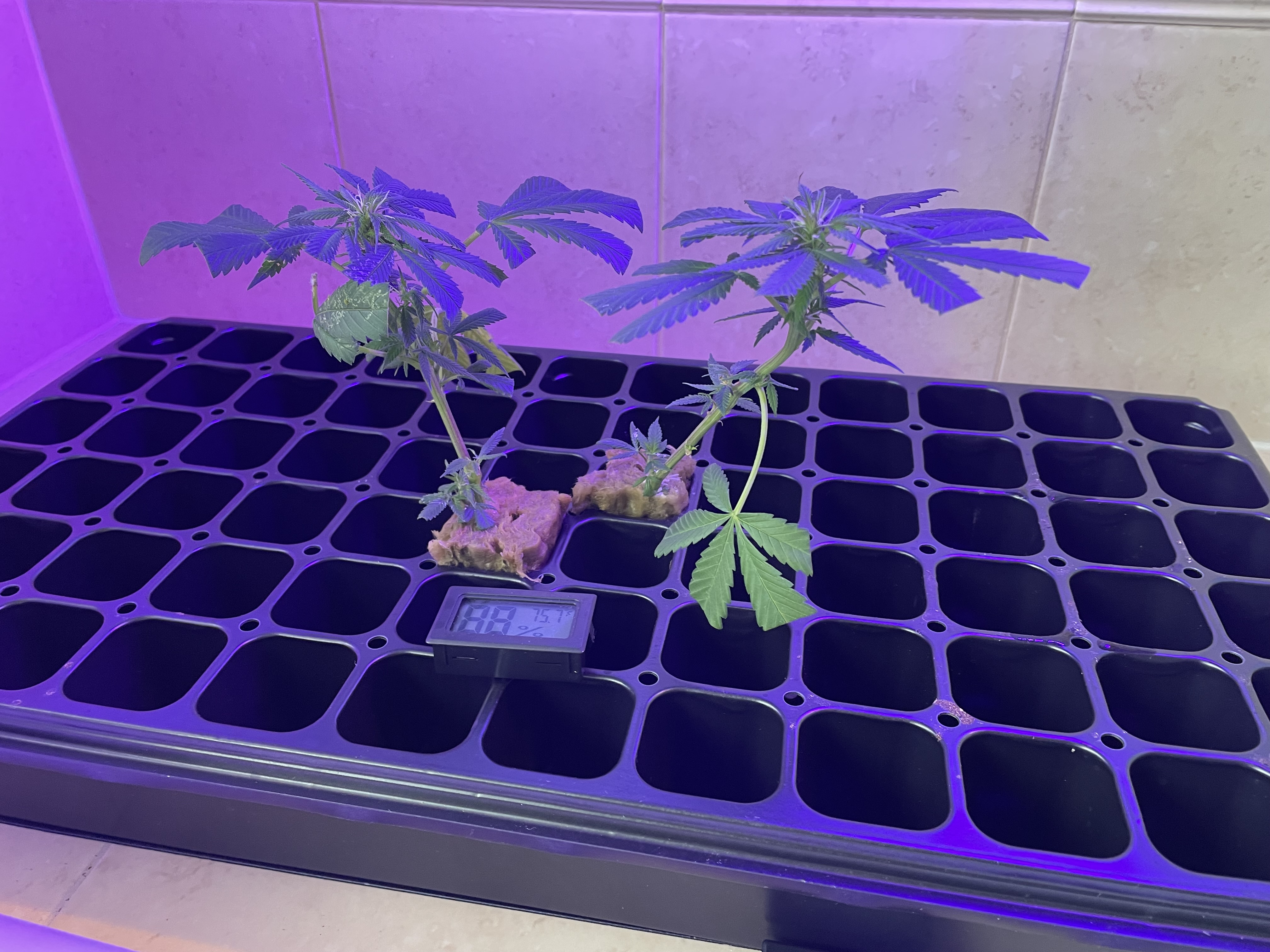 THC Bomb-CLONES_08_24_2023_01.jpg