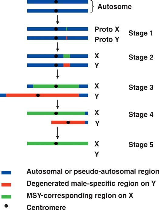 The-five-stages-of-sex-chromosome-evolution-based-on-the-size-of-the-nonrecombining.jpg