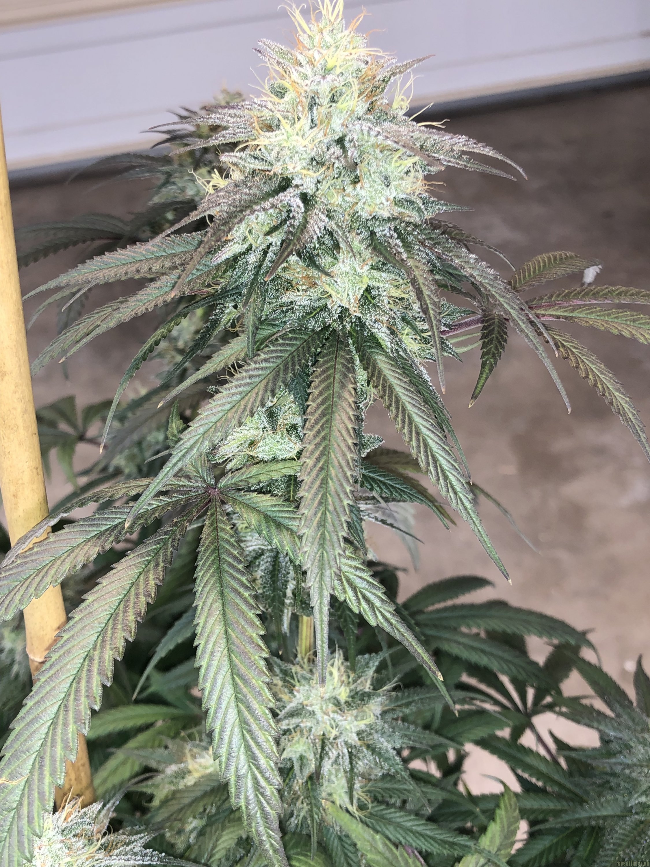 the white strain aka sensi star.jpg