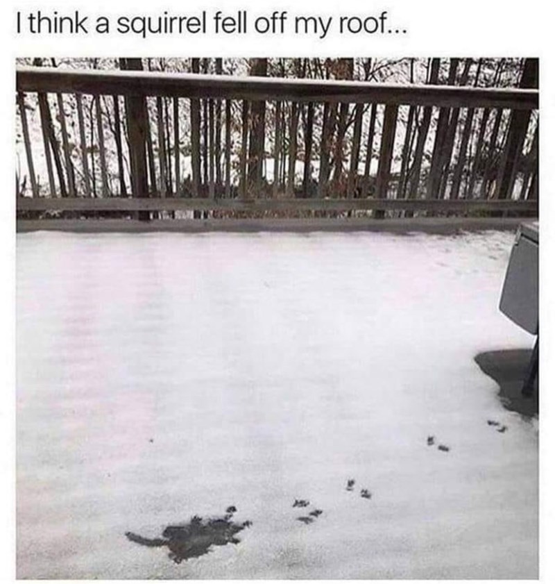 think-squirrel-fell-off-my-roof.jpeg