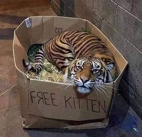 Tiger in box.jpg