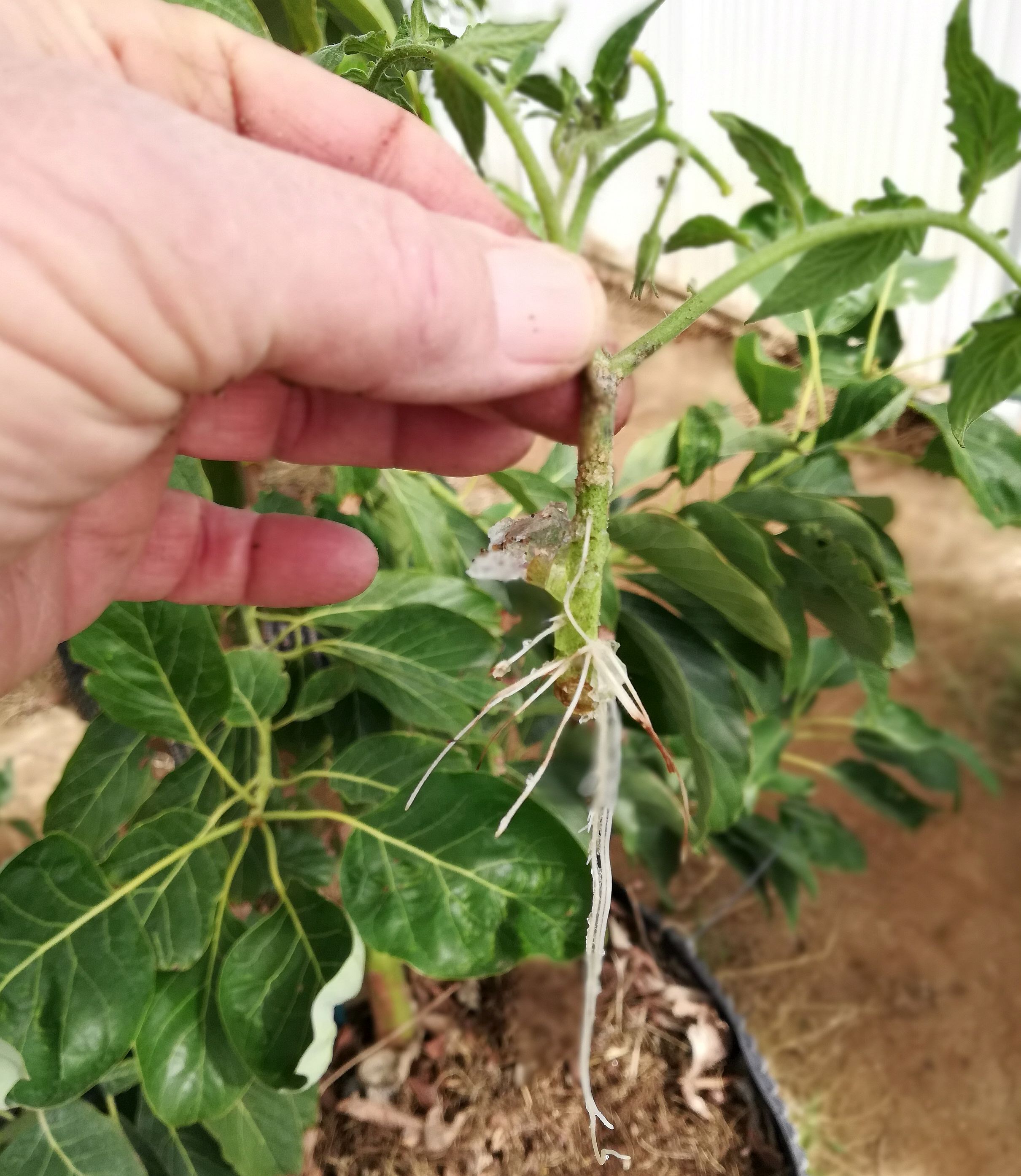 TomatoCutting#3.jpg