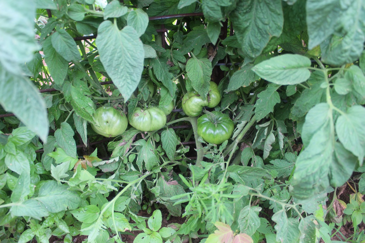 tomatoe 2.jpg