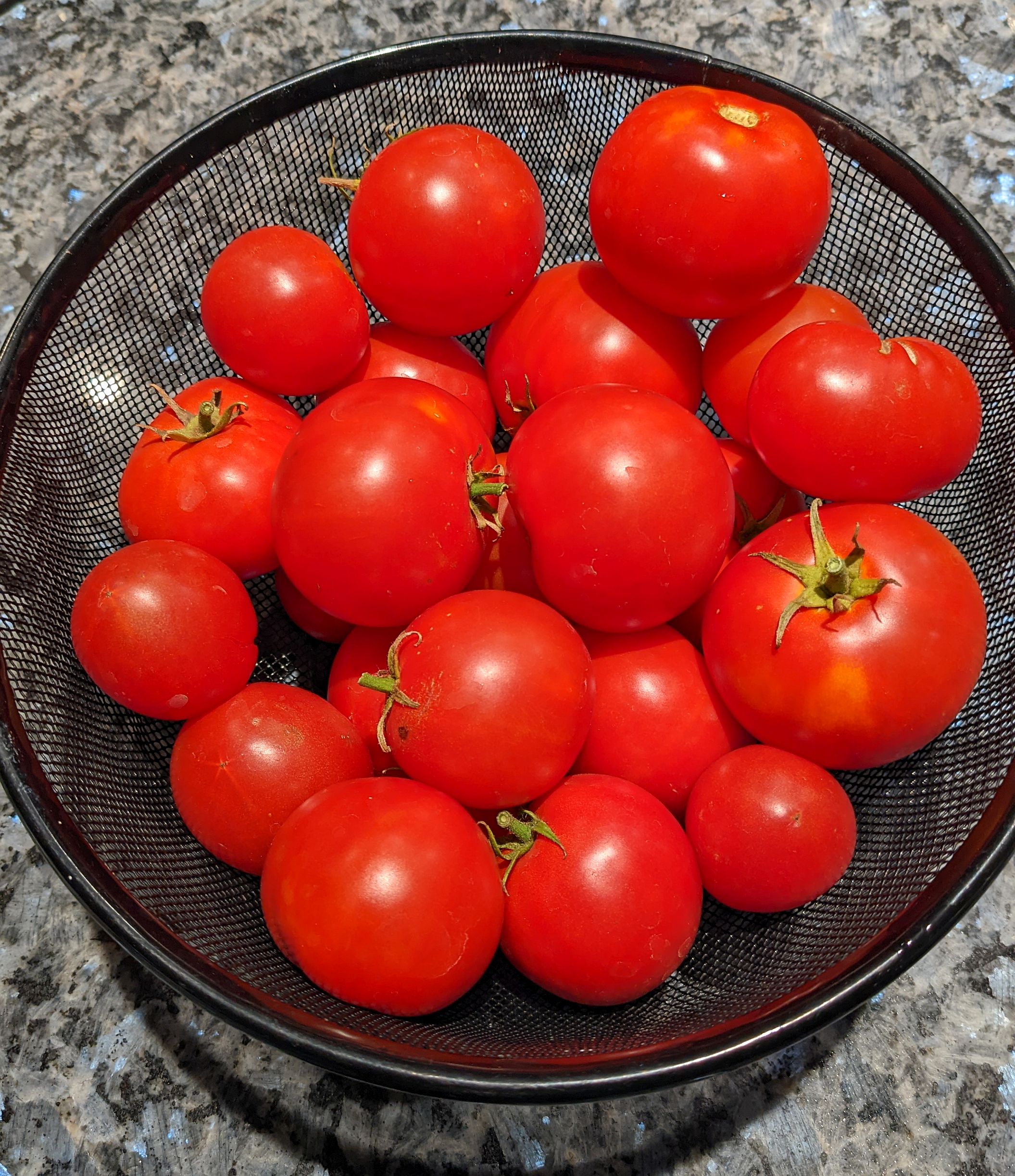 Tomatoes Last.jpg