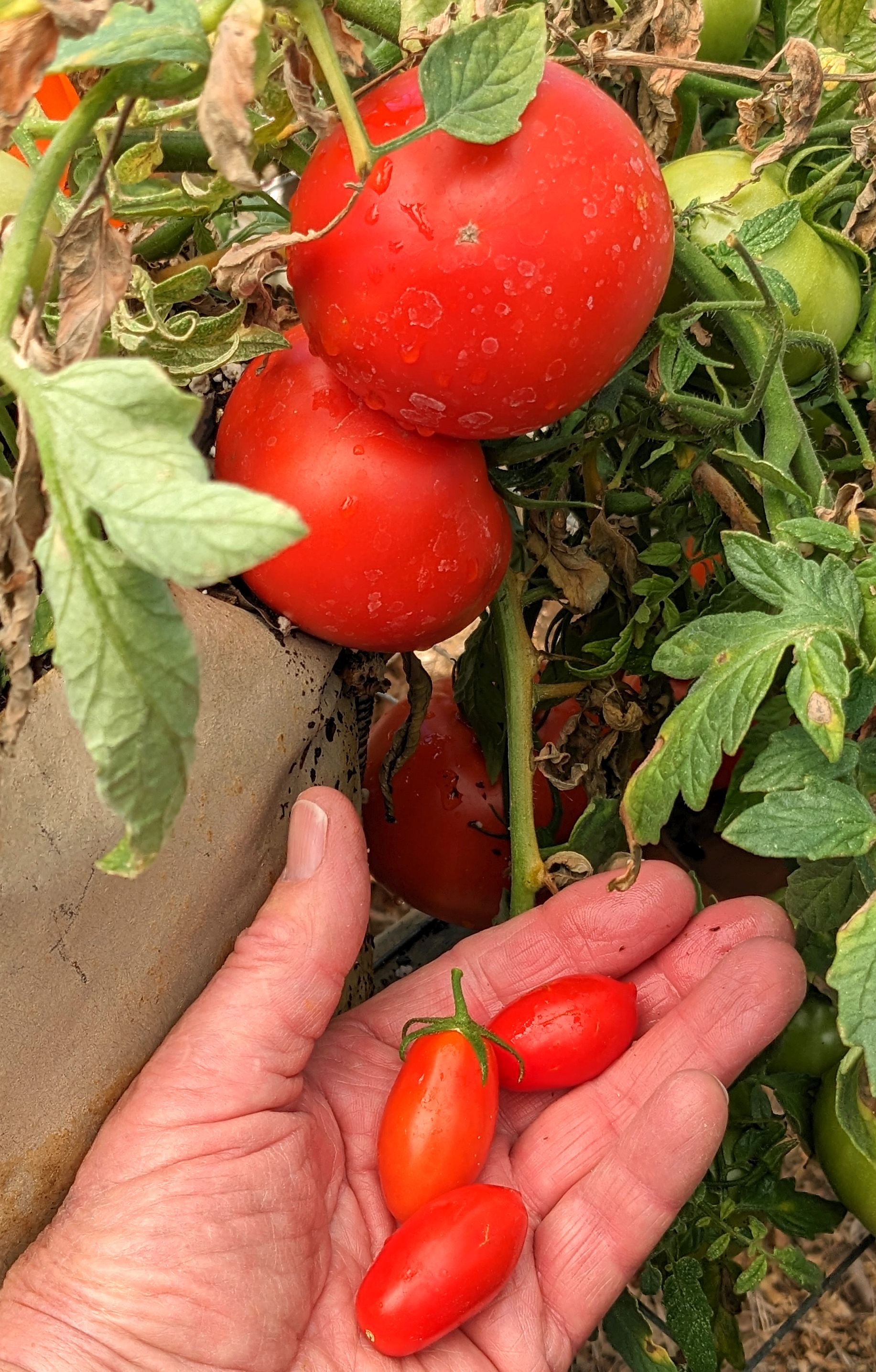 TomatoesApril13.jpg