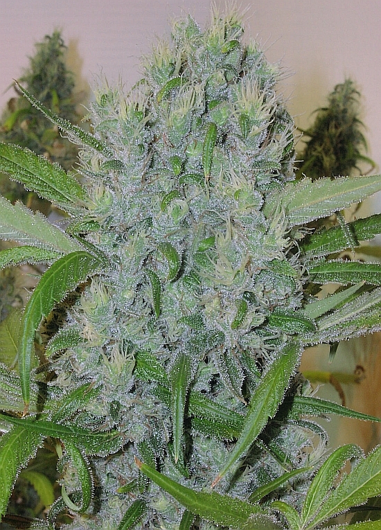 TrainXSweettooth58DaysFlower2_1_04.jpg