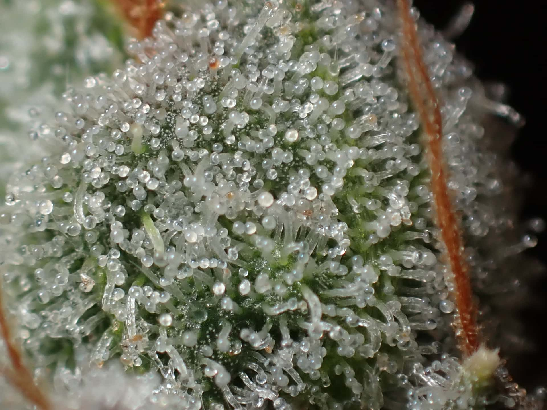 TriangleKushTrichomes.jpeg