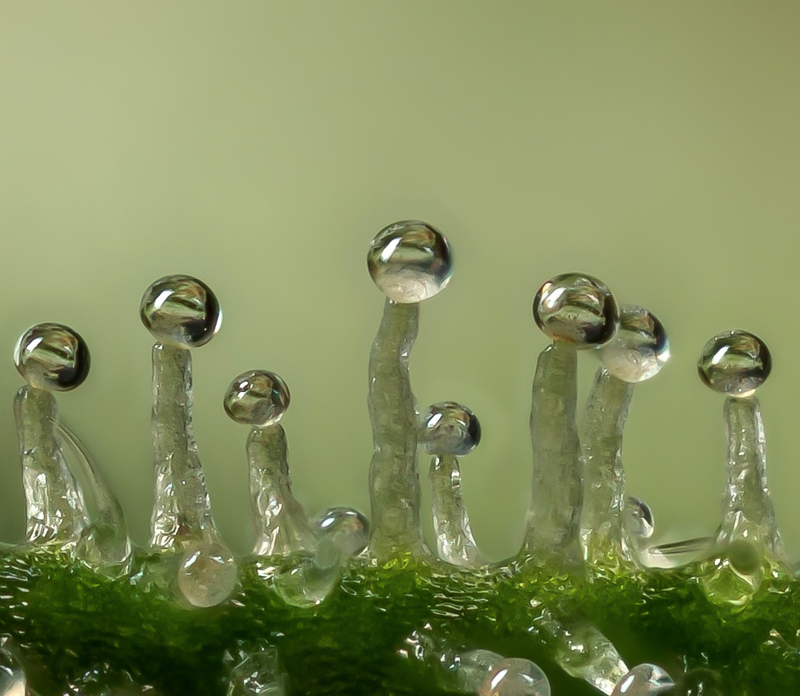 Trichome 120.jpg