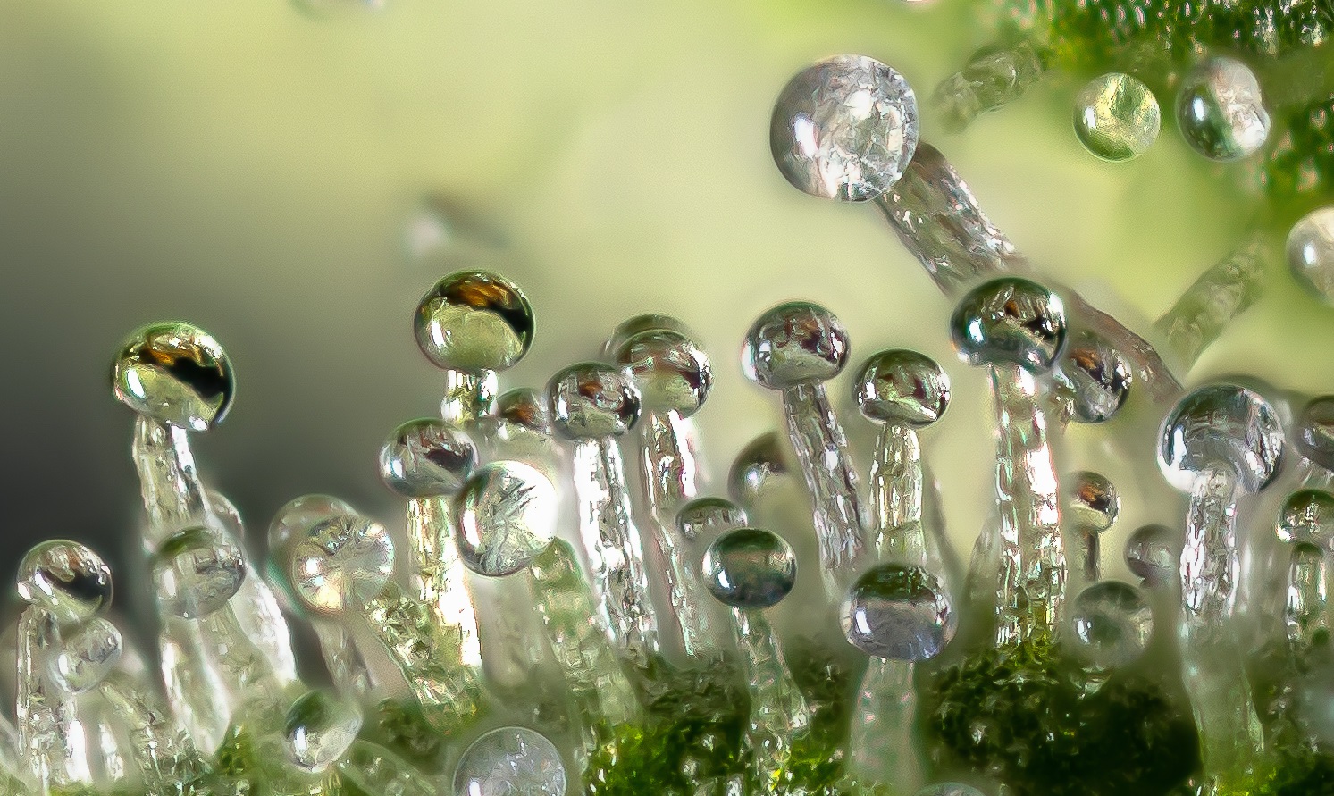 Trichome II.jpg