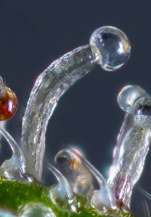 Trichome.jpg