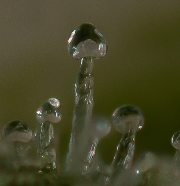 Trichome Pilz.jpg