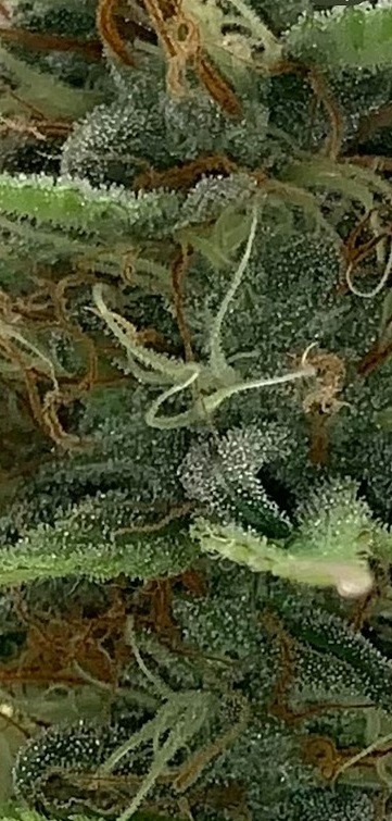 trichs.jpg