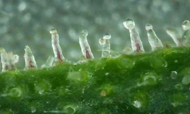 trichs.JPG