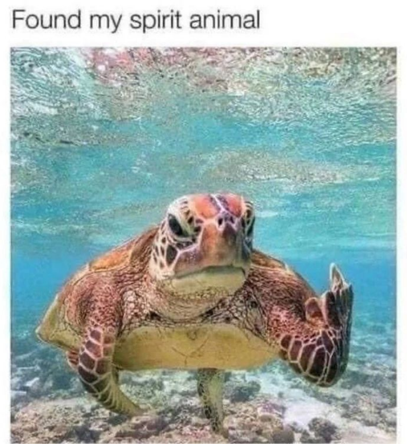 turtle-found-my-spirit-animal.png