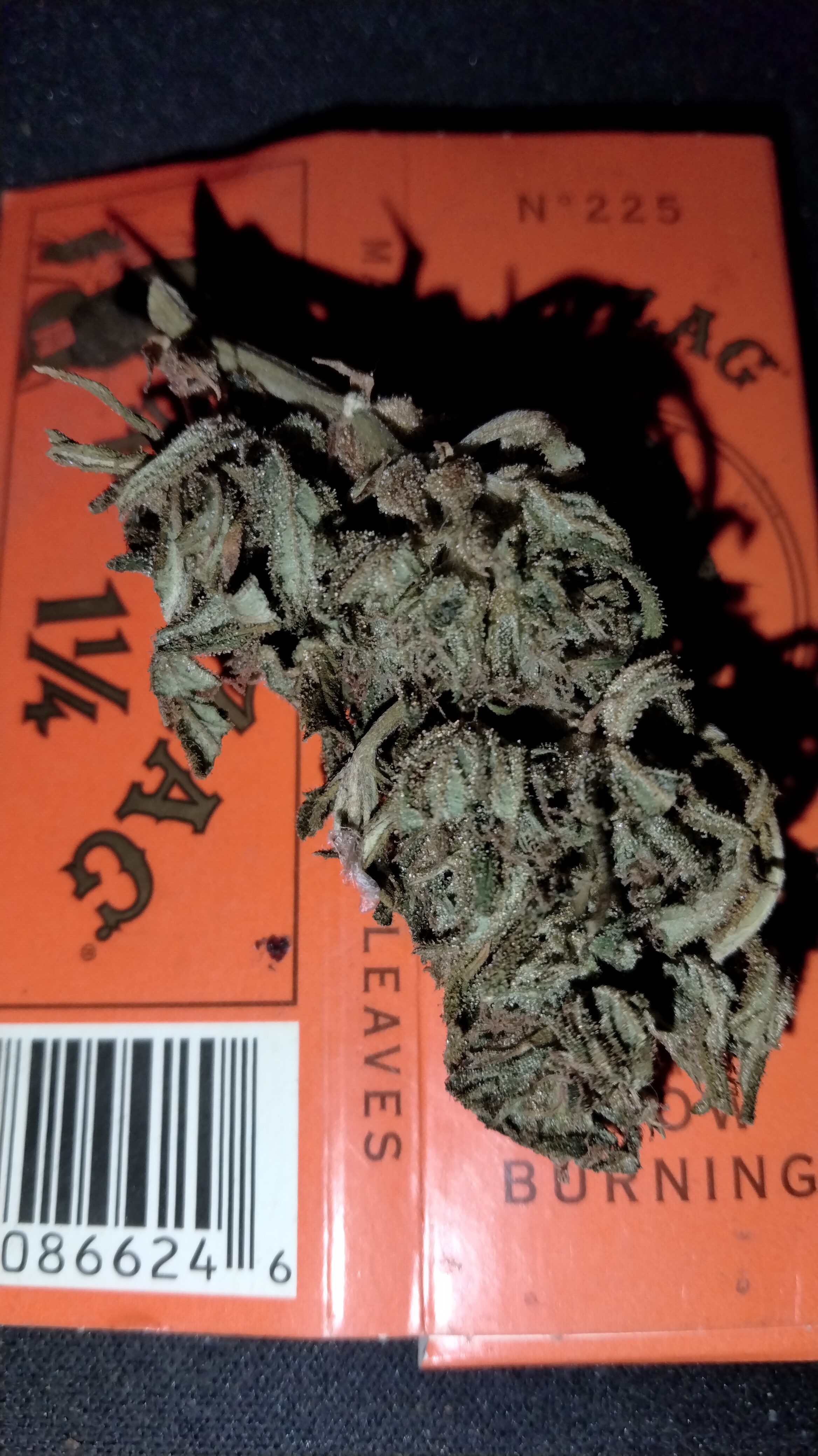 UKC bud.jpg