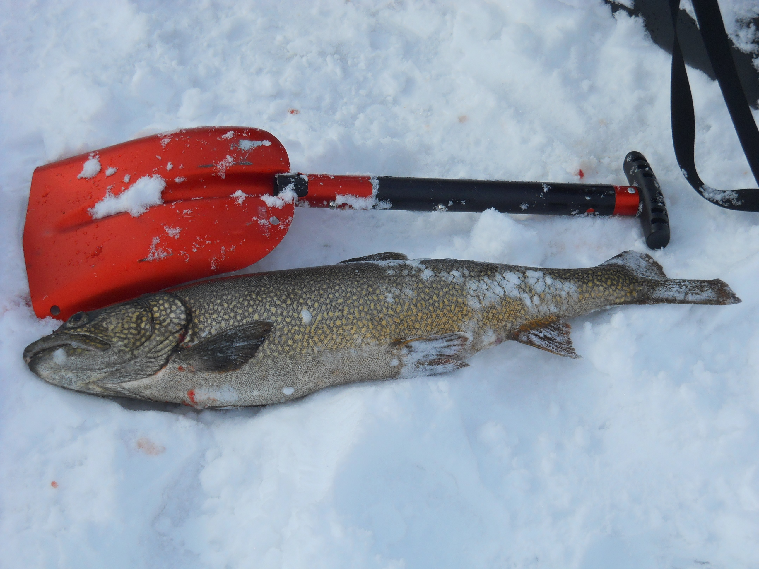 Unfortunate Lake Trout at Copper Lake Solo Trip.JPG