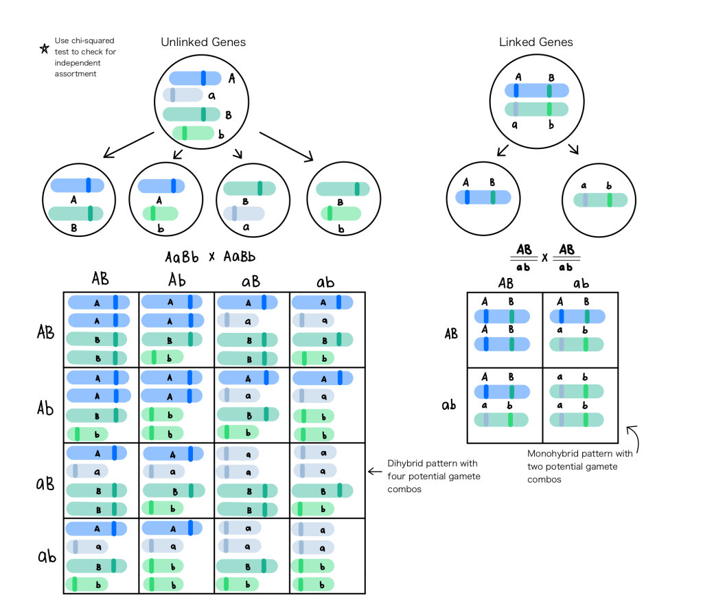 Unlinked_vs._Linked_Genes.svg.png