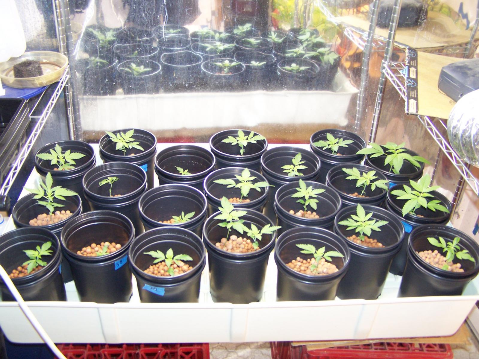 Veggies, Purple Urkle and Double Dutch f3's 009.JPG