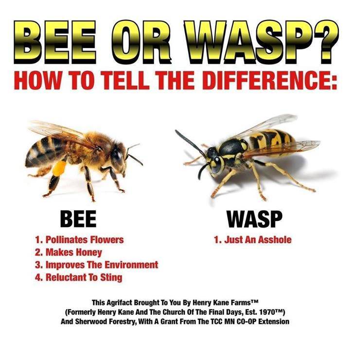 wasp.jpg