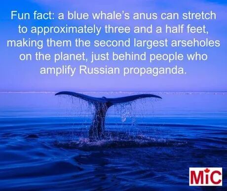 Whale_anus_russia.jpg