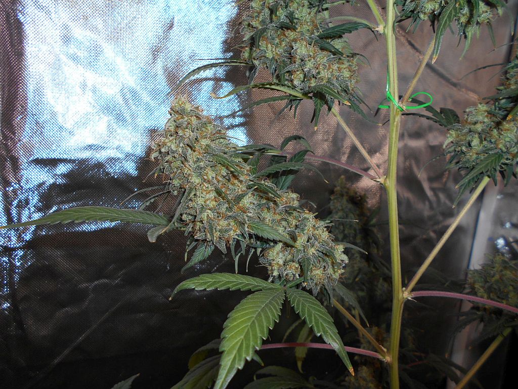 WhiteMint OG X WhiteRhino Greens at 60 days.jpg