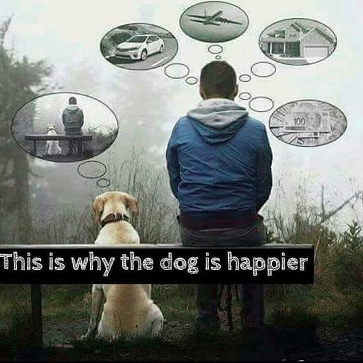 Why dog is happier.jpg