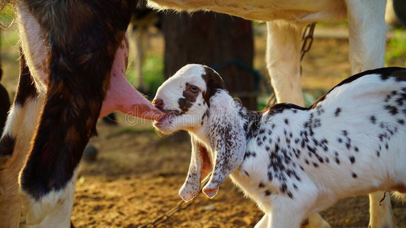 wildlife-concept-hungry-baby-goat-kid-approaching-full-udder-mother-goat-little-goat-kid-suckl...jpg