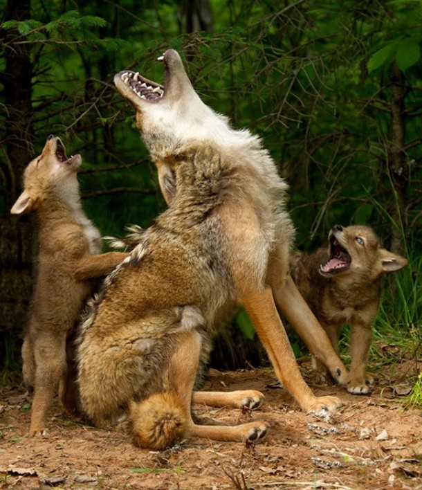 wolf family.jpg