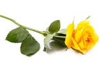 yellow rose.jpg