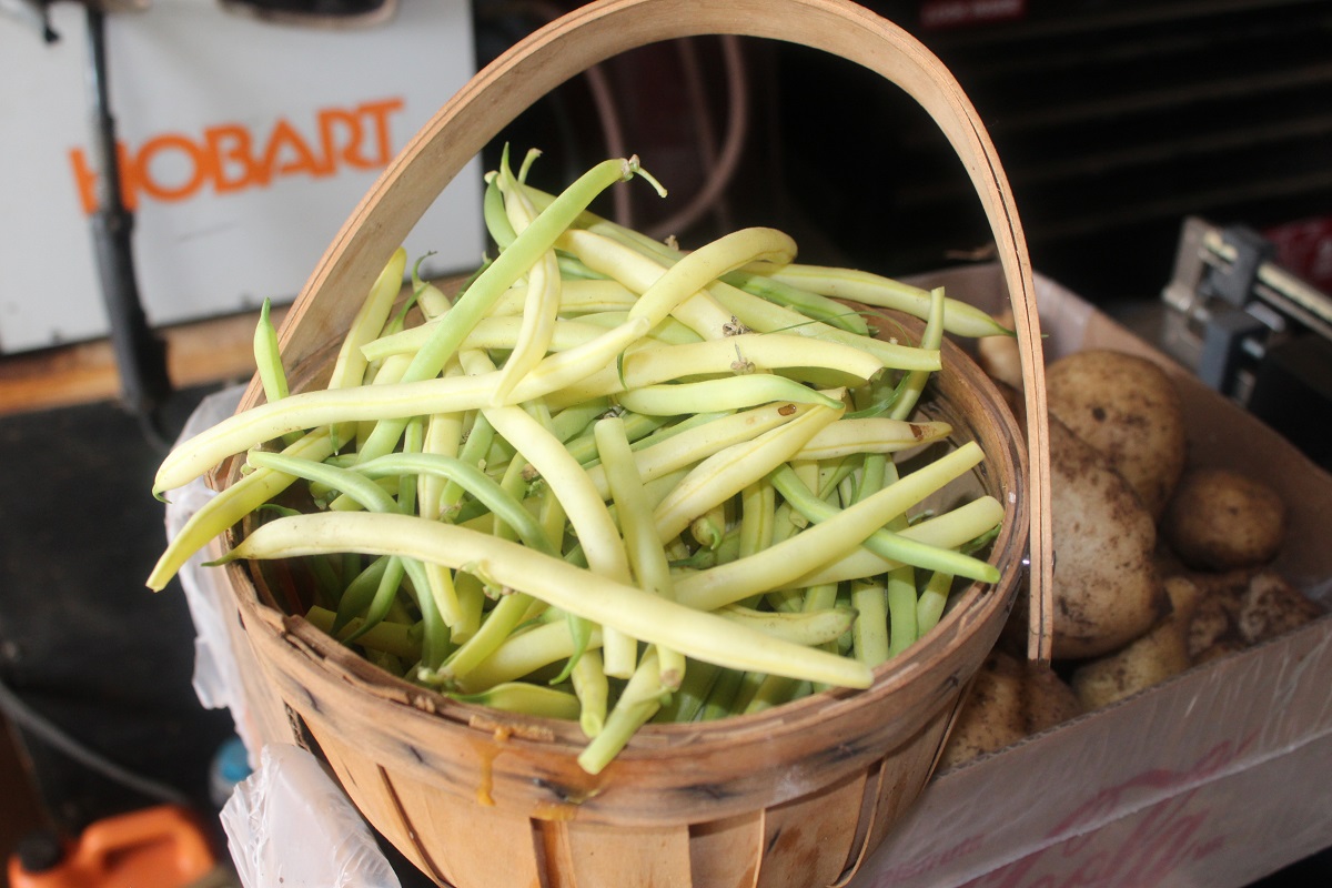 yellow wax from 3 plants.jpg