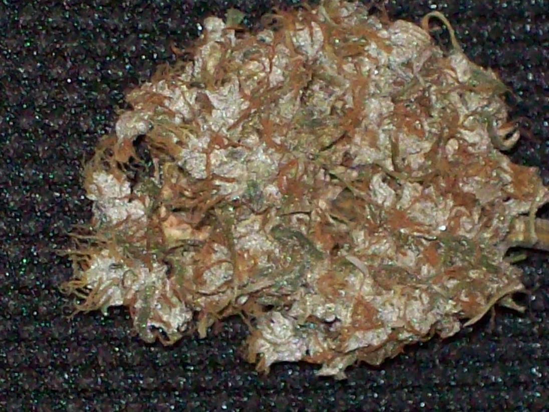 ZACATECAS TRIBUTE DRY BUD 035.JPG