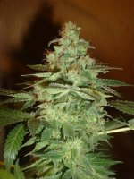 CCC_phenoA_wk9_flower.jpg