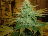 CCC_wk6_flower (2).jpg