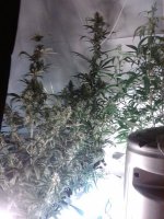 the 2 ladies bothe day 33 flower