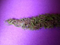 Lumbo Haze Purple Haze pheno 004.jpg