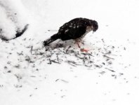 red tail hawk feeding.jpg