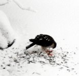 red tail hawk feeding2.jpg