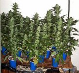 2798816ozGrow-med.jpg