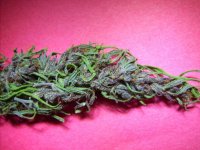 Lumbo Haze Purple Haze pheno 040.jpg