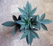 One month old Afghani Indica.jpg