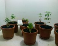 2009.04.07 - Grow 1 - 01.jpg