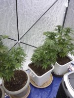 white widow update 7.jpg