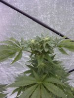 white widow update 4.jpg